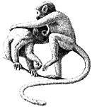 Squirrel Monkeys