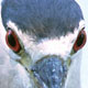 Black-Crowned Night Heron