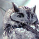 Eastern Screech Owl