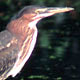 Green Heron