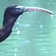 Glossy Ibis