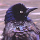 Common Grackle