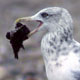 Herring Gull