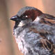 House Sparrow