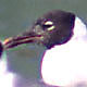 Laughing Gull