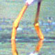 Lesser Yellowlegs