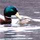Mallards