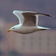 Ring-billed Gull