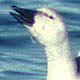 Snow Geese