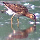 Stilt Sandpipers