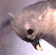 Tufted Titmouse
