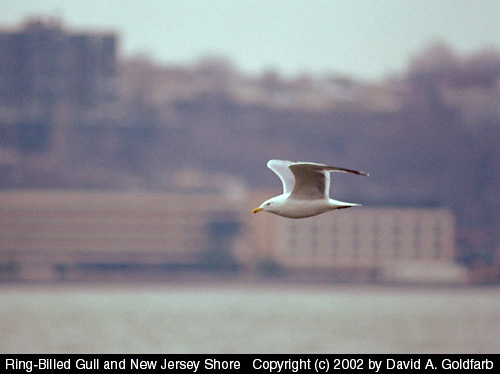 Ring-billed Gull