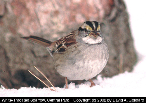White-throated Sparrow