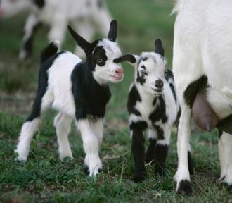 Goats1.jpg