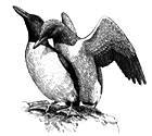 Murres